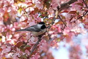Chickadee In The Pink Blossoms